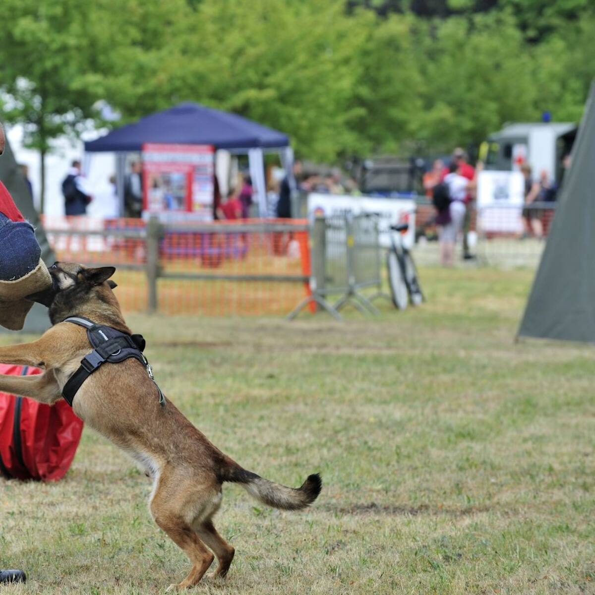 Un hombre herido grave por la mordedura de un perro