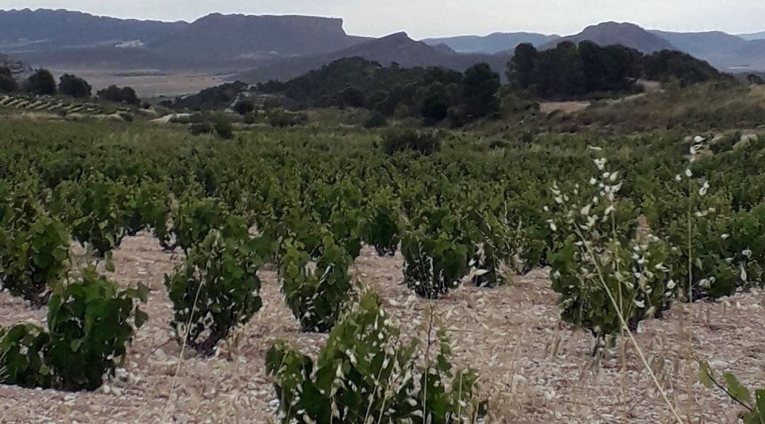 Viñedo en Jumilla