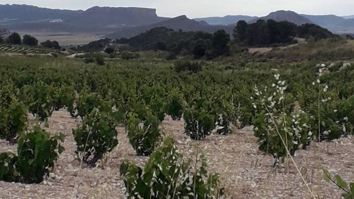 El sector del vino ya se puede acoger al Decreto de ayudas promulgado por ministerio de Agricultura