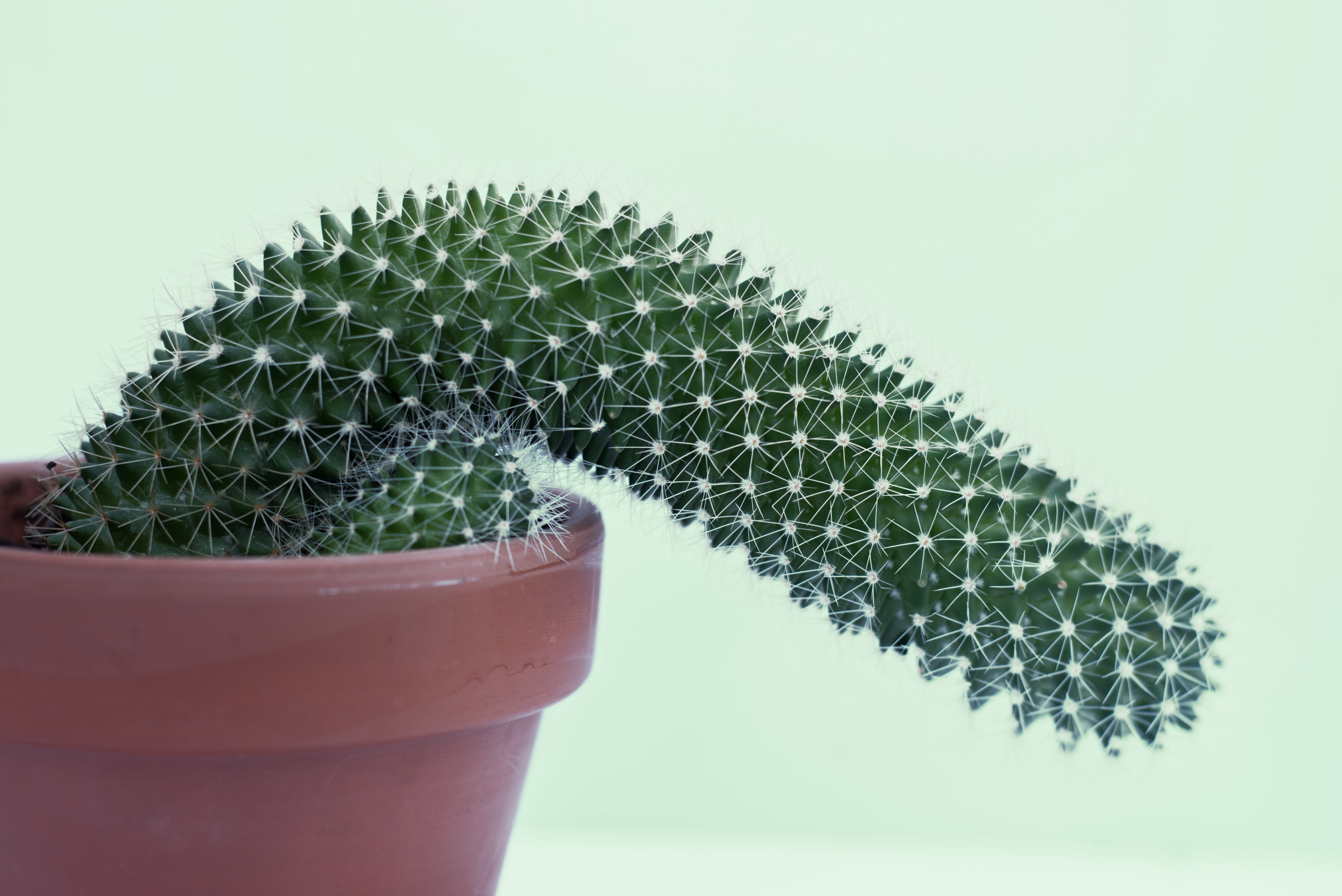 Cactus flácido en una foto de archivo. (GettyImages)