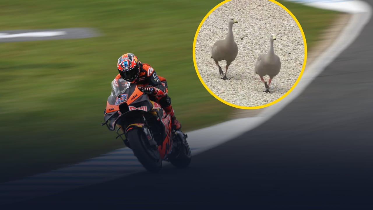 El piloto Jorge Martín rueda en unos Libres del GP de Australia con la presencia de varios animales en pista