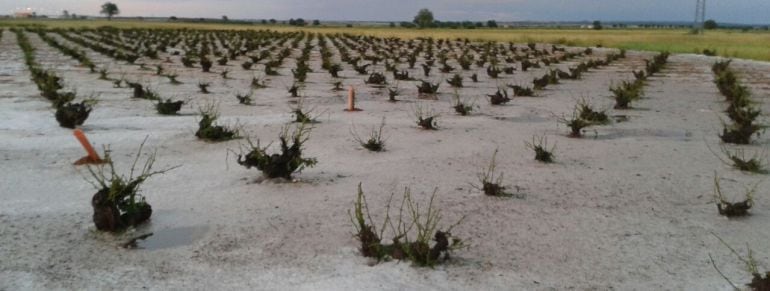 Daños en el campo en La Mancha por las lluvias y el granizo
