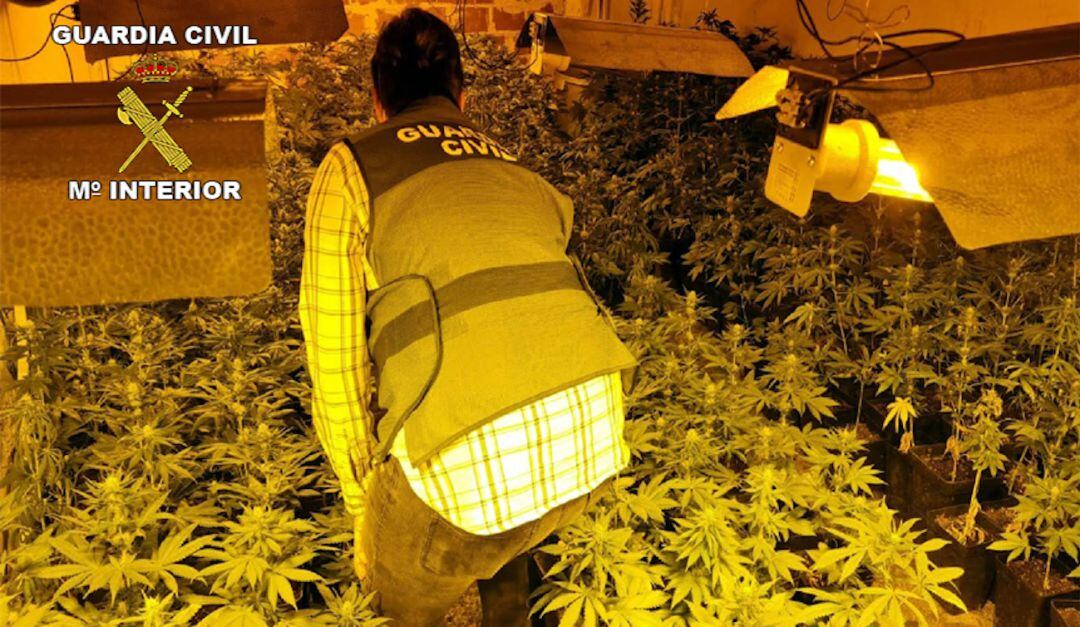 Un guardia civil en la plantación de marihuana incautada.