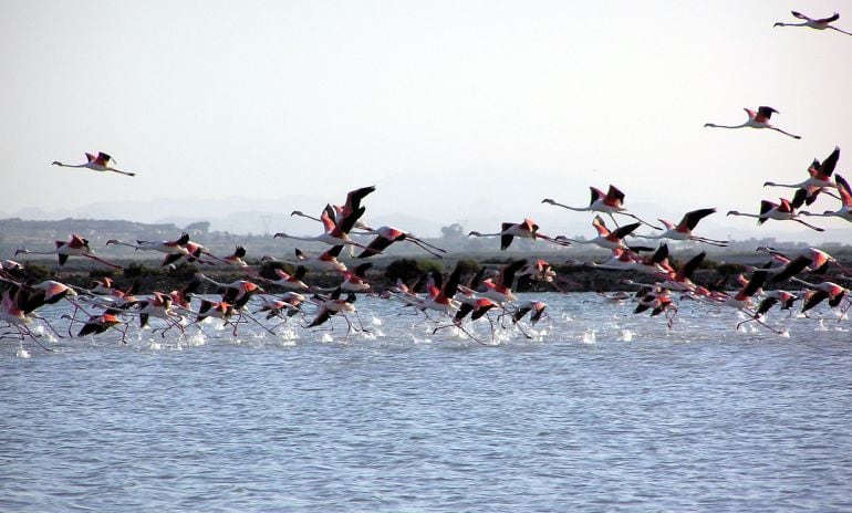 Parque Natural de las Salinas de Santa Pola