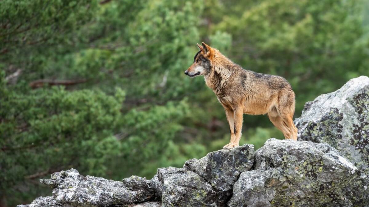 Hablamos con Mari Ángeles Nieto, portavoz de la Plataforma de ecologistas madrileños, sobre la situación del lobo en la región