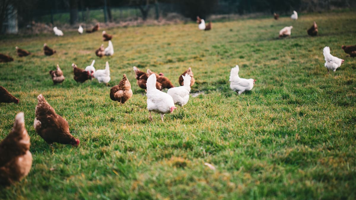 El Ministerio de Agricultura activa medidas adicionales contra la gripe aviar en Getafe, Paracuellos de Jarama o Algete