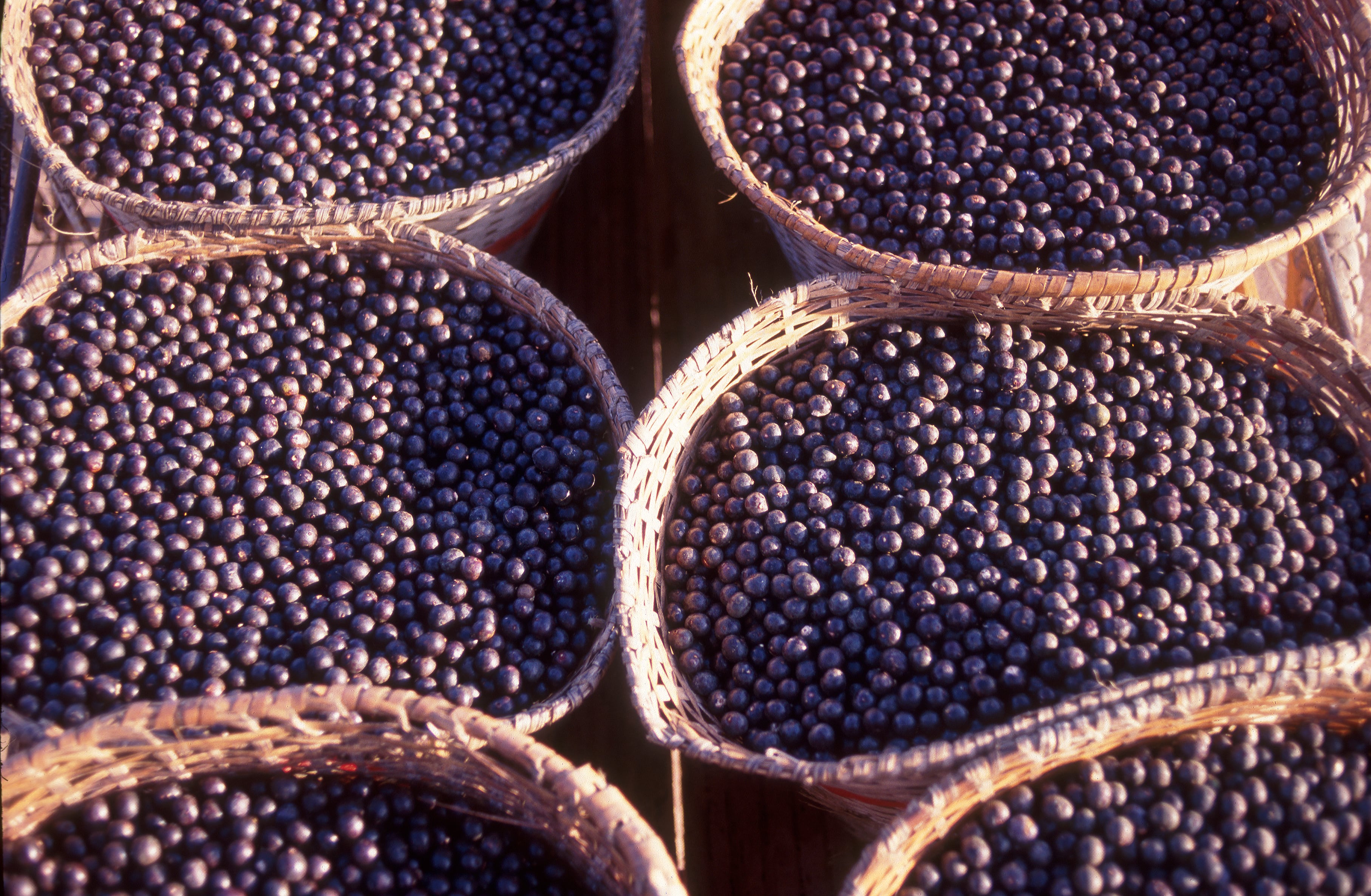 Cesta con bayas de açai en Brasil.