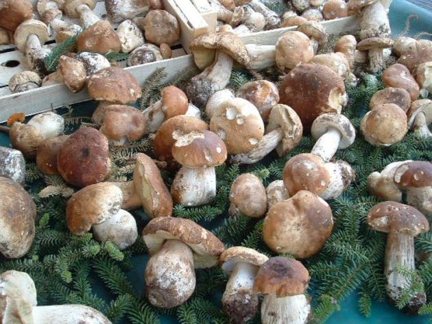 Boletus edulis.