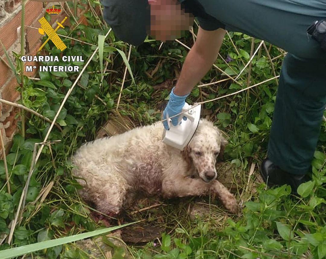 El SEPRONA de la Guardia Civil detectó ocho perros sin control en un municipio de la Ribera del Duero