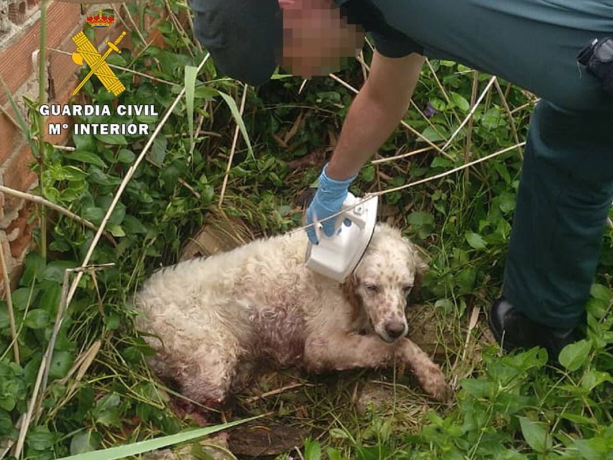 El descontrol de las mascotas también se paga