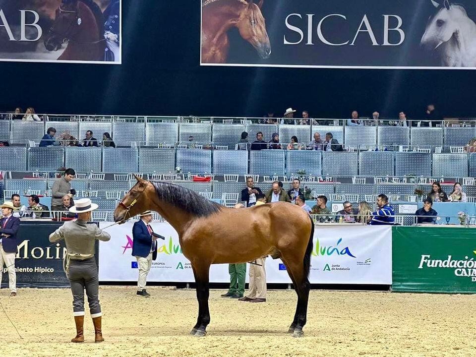 Anducab, presente en el Salón Internacional del Caballo de Pura Raza Española