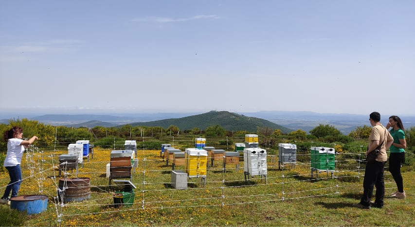 &#039;Reactiva Brañosera&#039; instalará colmenas digitalizadas y hoteles para insectos en el municipio más antiguo de España