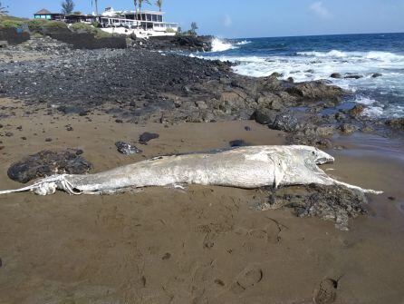 El rorcual aliblanco varado en Playa Bastián, en Costa Teguise.