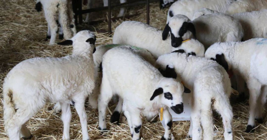 Los ganaderos del norte de la provincia lamentan la incertidumbre del sector, debido sobre todo al cierre de restaurantes 