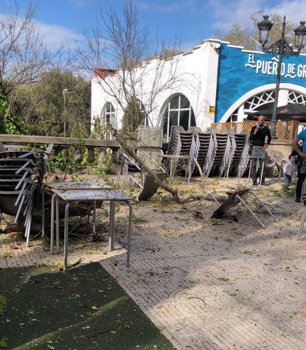 El árbol impactó con algunas mesas y sillas de la terraza del establecimiento