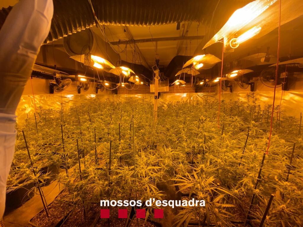 Imatge de la plantació de marihuana descoberta en una nau industrial de Lleida. Foto: Mossos d'Esquadra.