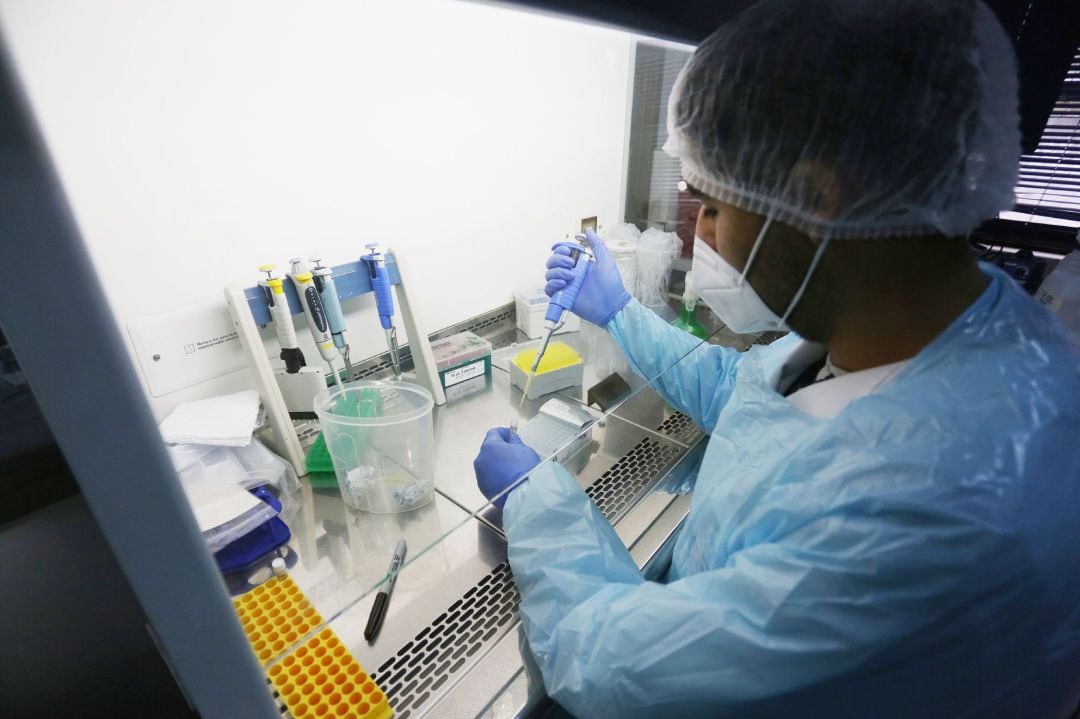Científicos trabajan con muestras PCR para detectar coronavirus.