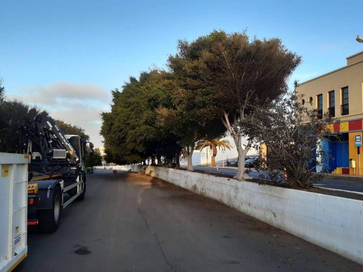 El Ayuntamiento de Arrecife realiza planes de mantenimiento de las zonas verdes