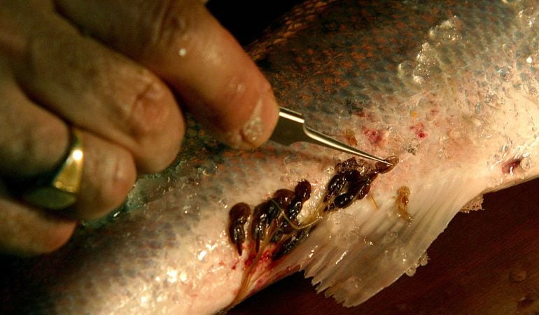 Un hombre extrae los piojos del mar de un ejemplar de salmón.