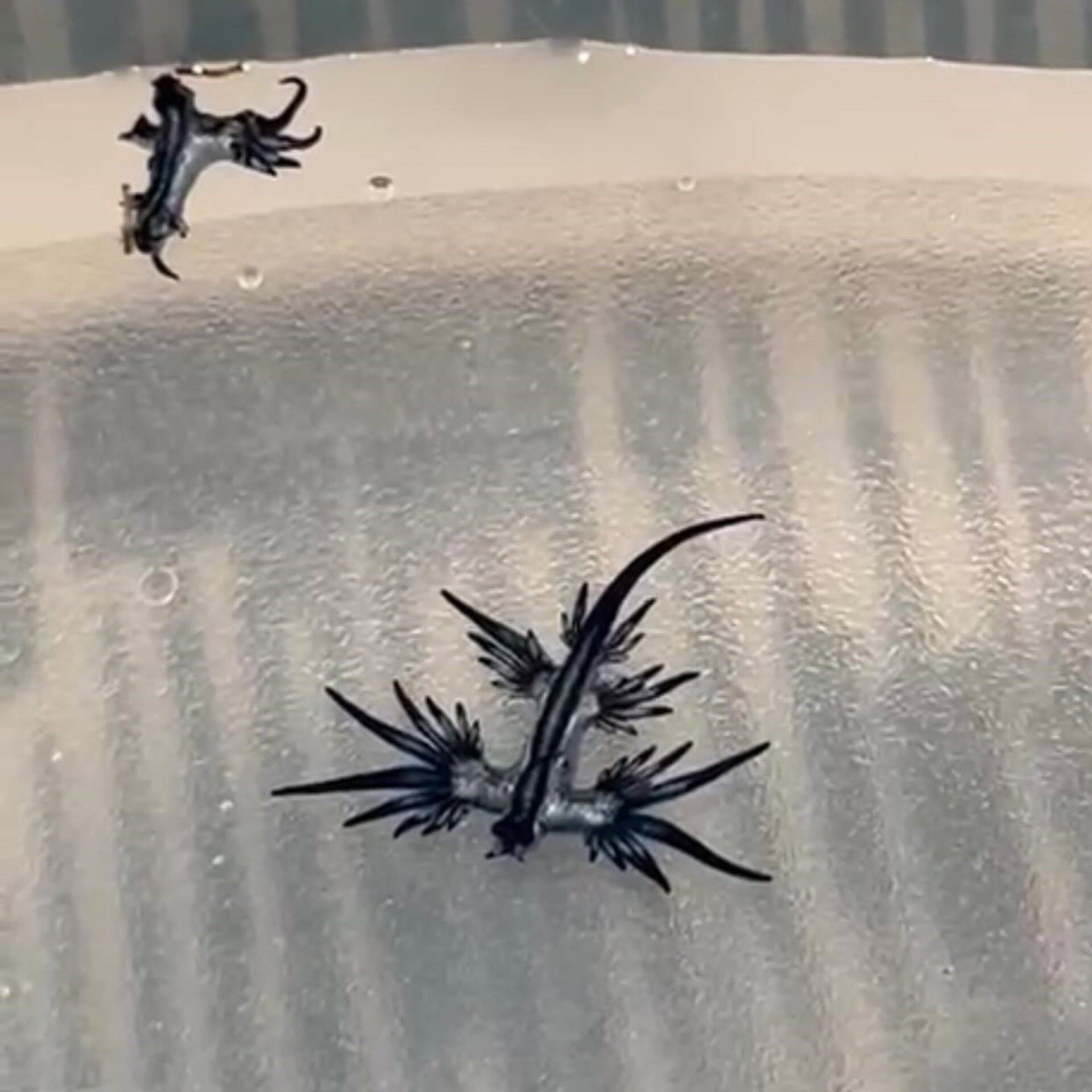 Dragón azul. Foto: FB Alcalde de Guardamar