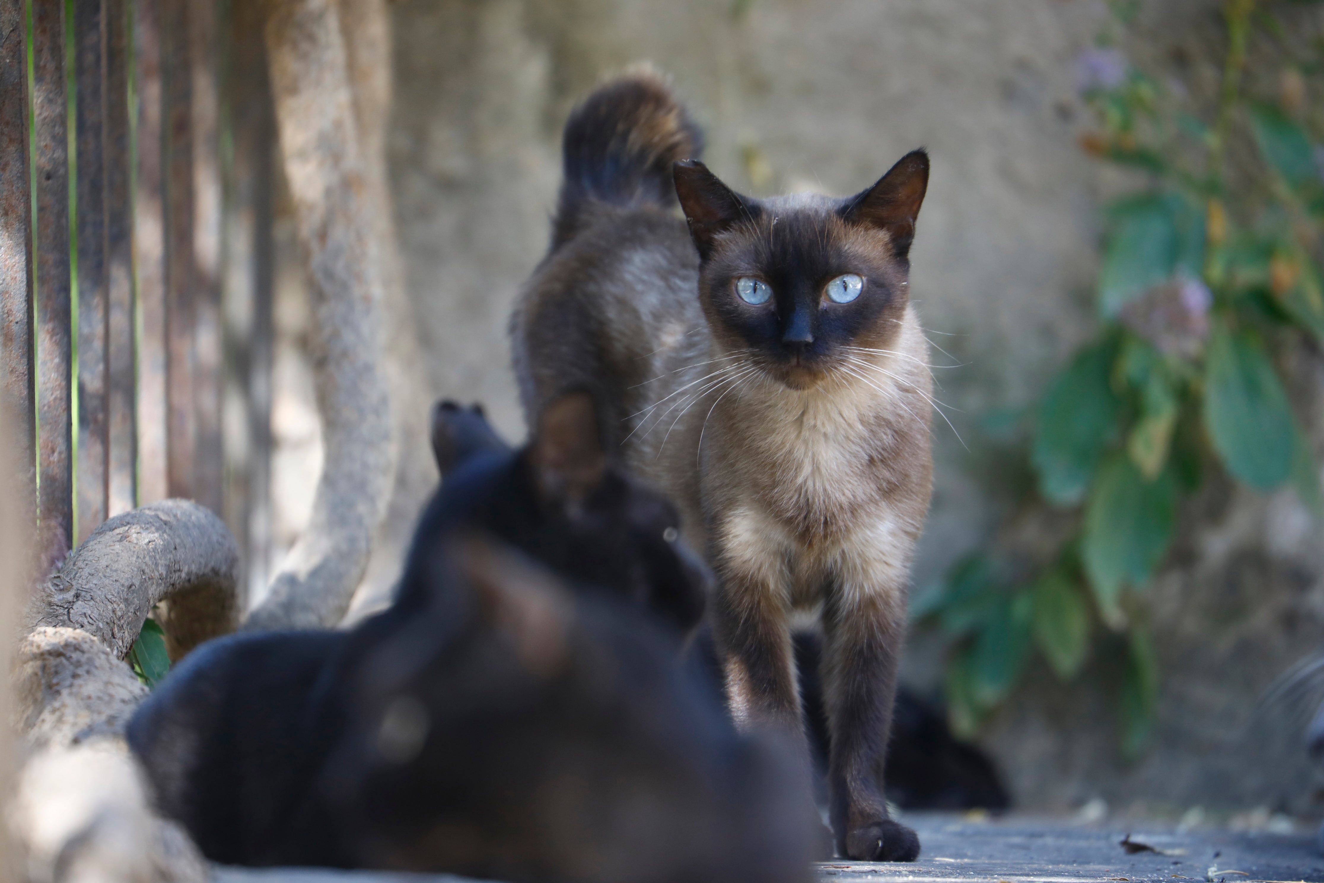 El convenio firmado entre el Ayuntamiento y la asociación Gata Lilit permite el desarrollo de iniciativas como la donación de casetas donde los gatos puedan dormir y comer