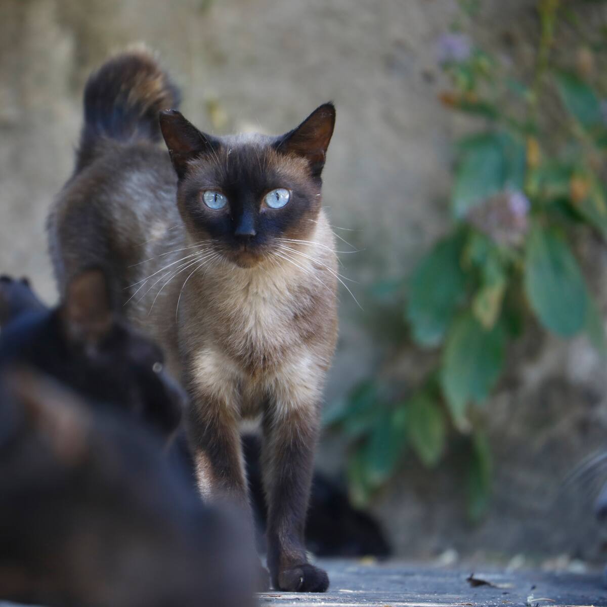 "El abandono de gatos se ha desbordado en Palencia"