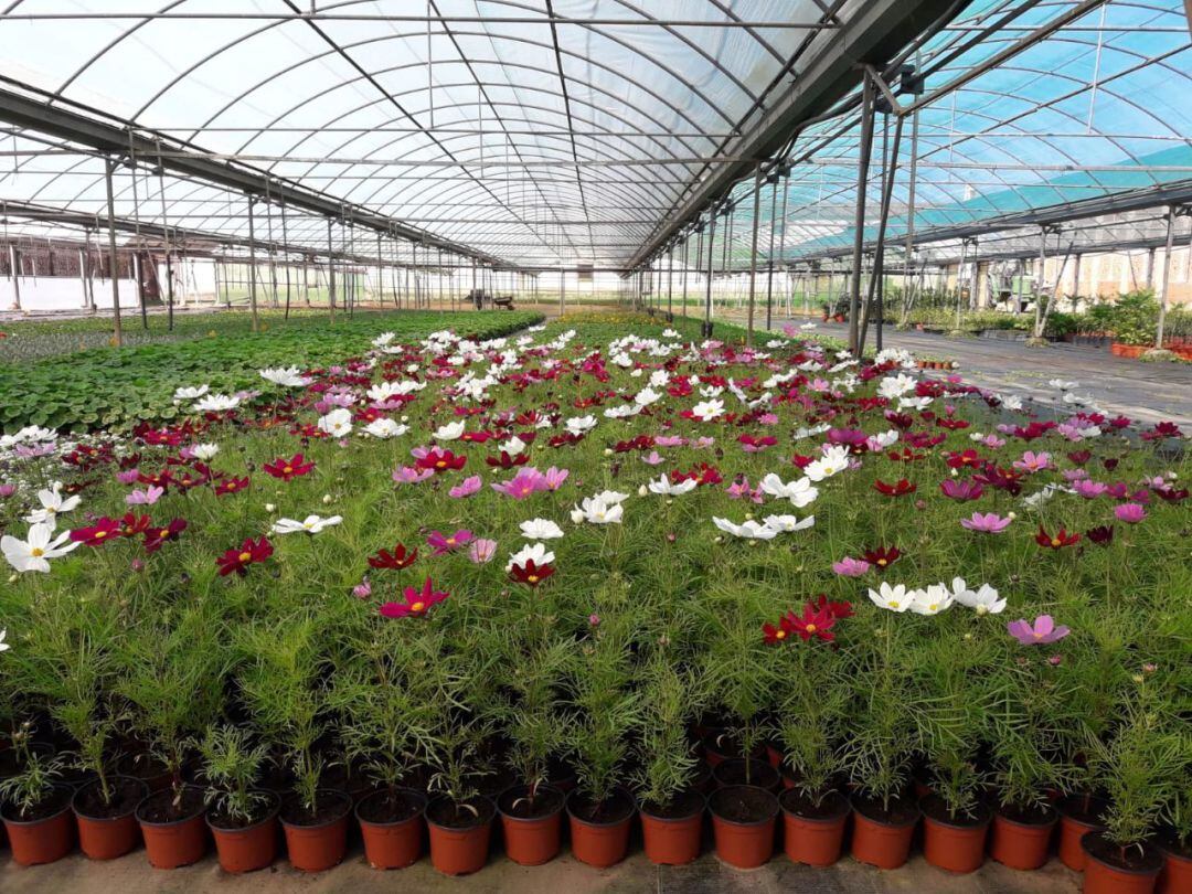 Flores cultivadas en el vivero de Haza de la Concepción