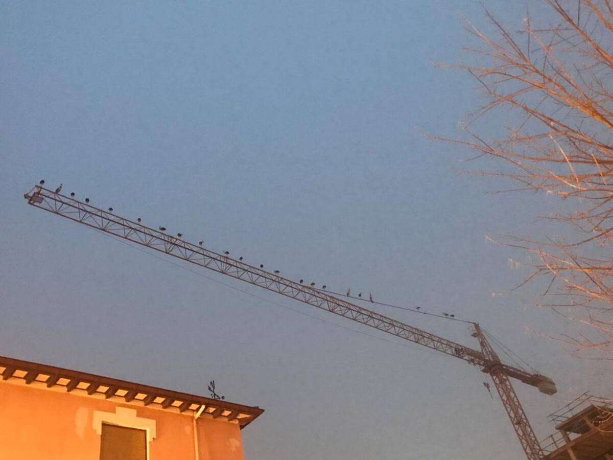 La grúa de las viviendas de la Merced, "casa" de las cigüeñas