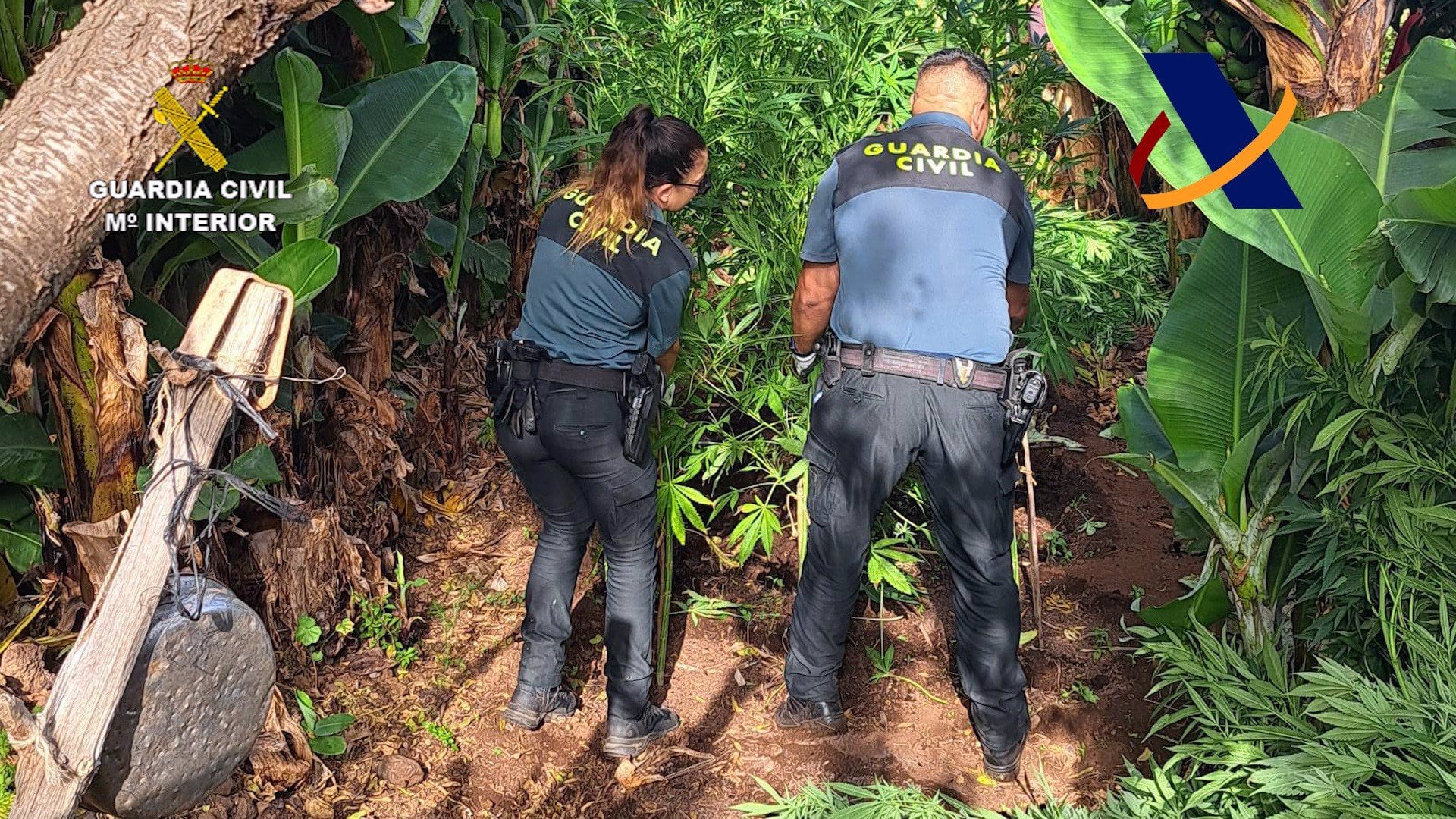 Incautados más de 4.000 kg de cogollos de marihuana y 289 plantas de la misma sustancia en una finca del municipio de Garafía, La Palma / Cedido por Guardia Civil