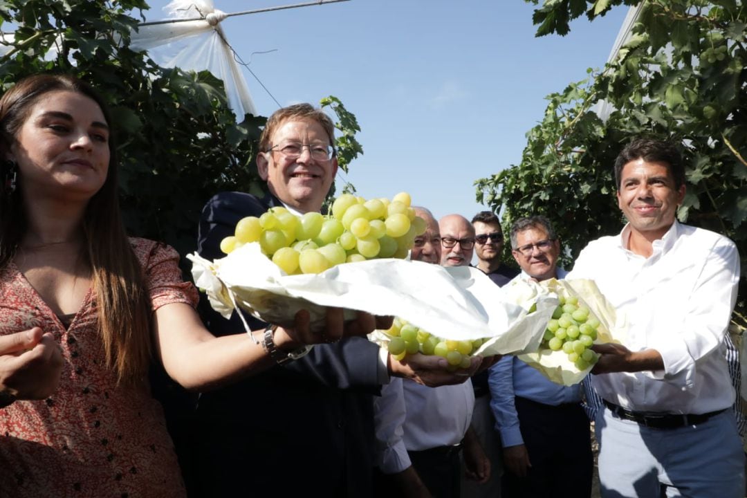 El president de la Generalitat, Ximo Puig (c), la consellera de Agricultura, Mireia Mollá (i) y el presidente de la Diputación de Alicante, Carlos Mazón (d), en el acto institucional de corte del primer racimo de uva embolsada del Vinalopó.