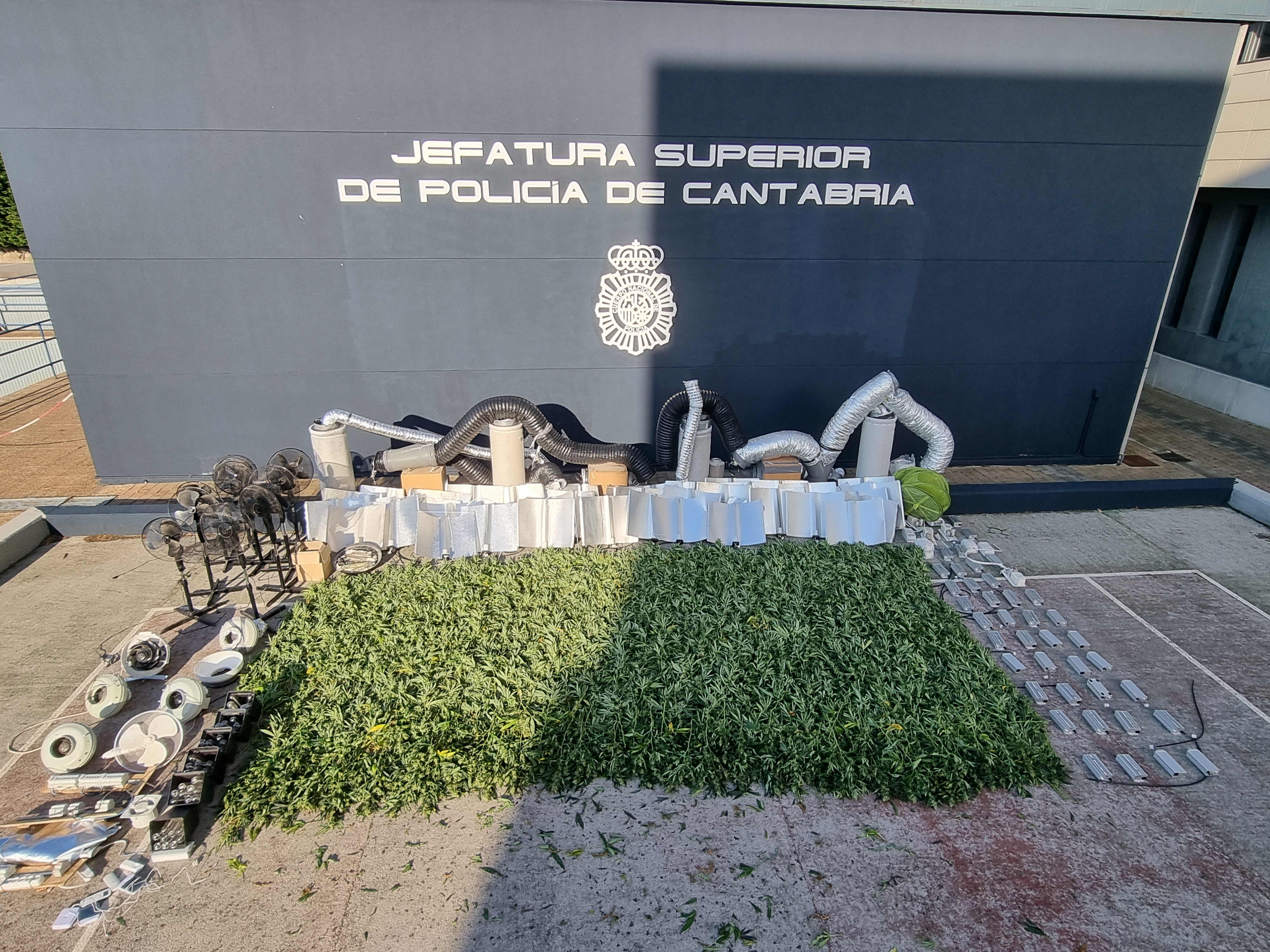 Plantas incautadas por la Policía Nacional.