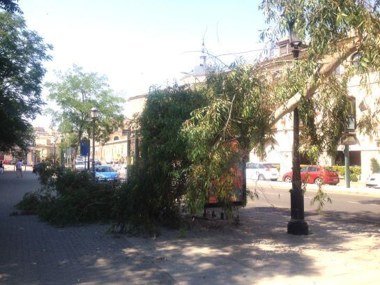 Rama caída sobre la marquesina de los juzgados