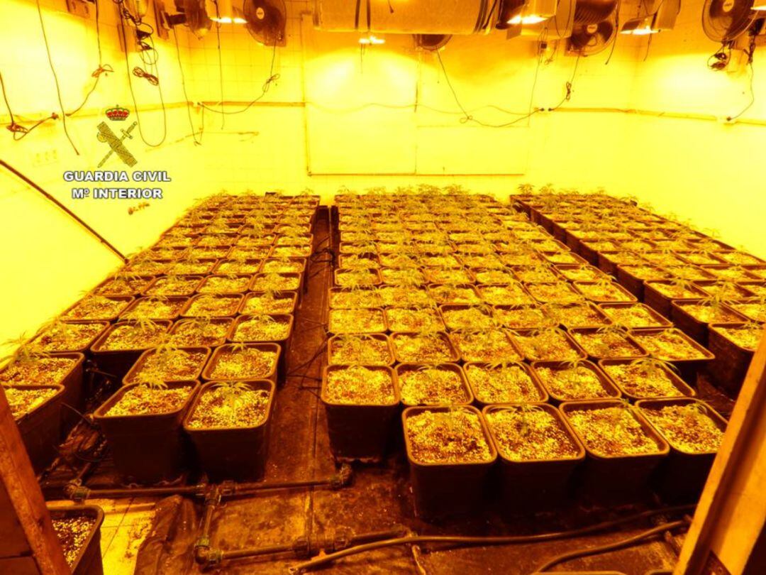 Plantación de marihuana