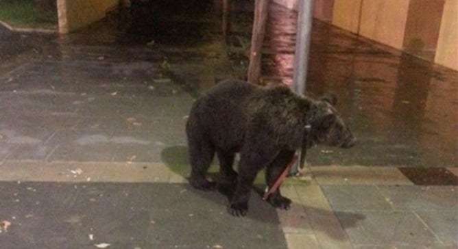 Fotografía de FAADA en la que se puede ver al oso atado a la farola.