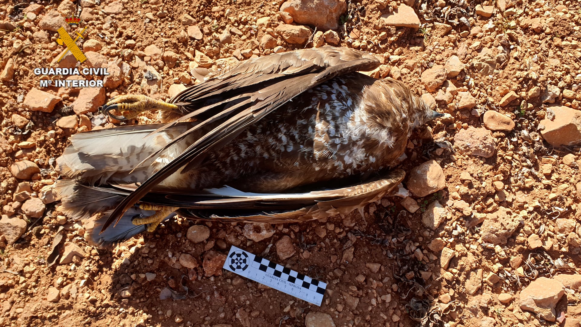 Imagen del ejemplar de Águila Ratonera que fue envenenado por un vecino de Villanueva de la Fuente (Ciudad Real)