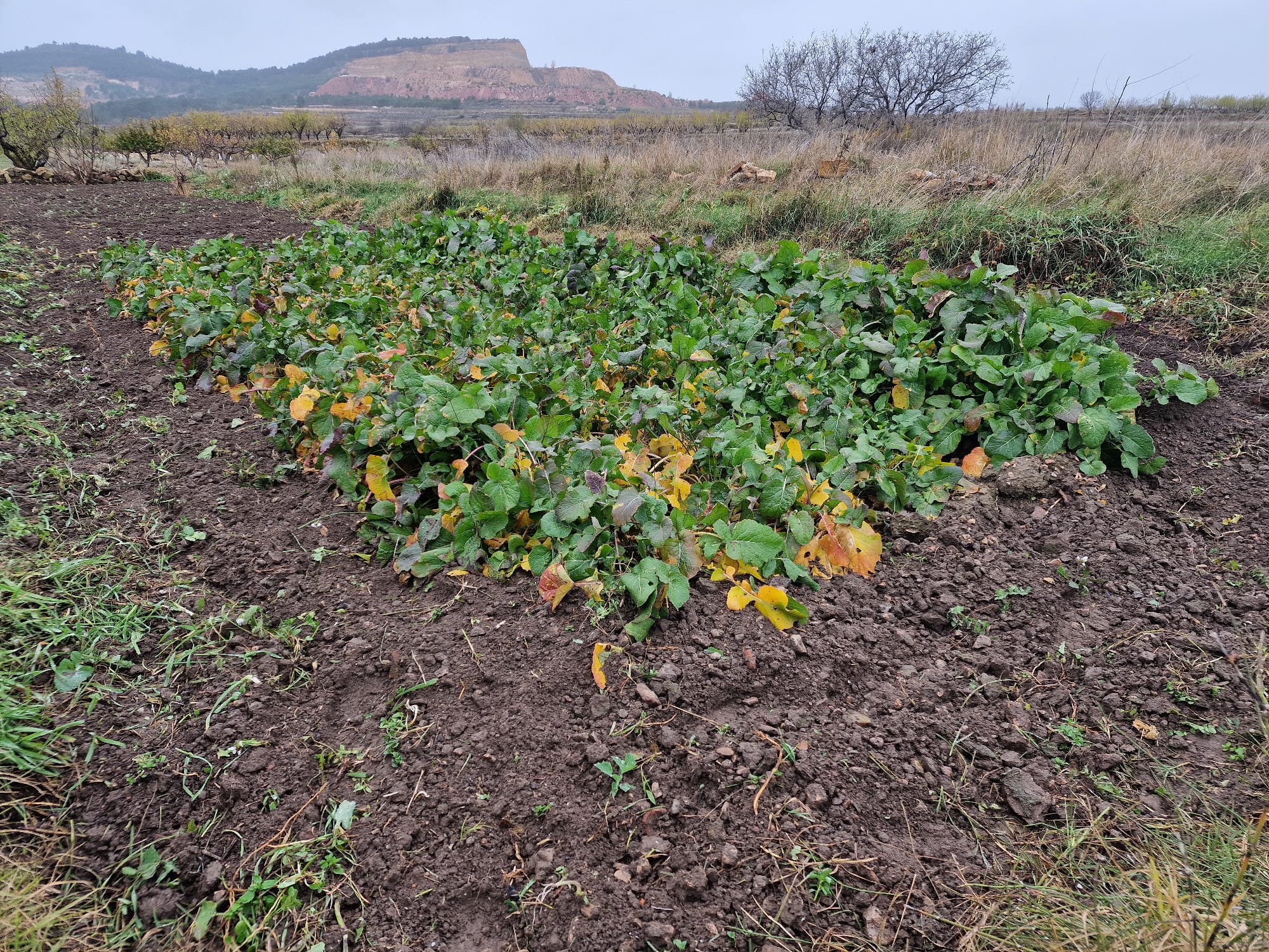 Cultivo de Nabo Fino de La Yesa.