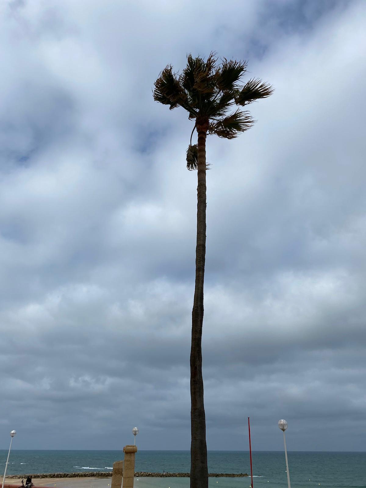 Palmera washigntonia  muy podada en el Paseo Marítimo de Cádiz