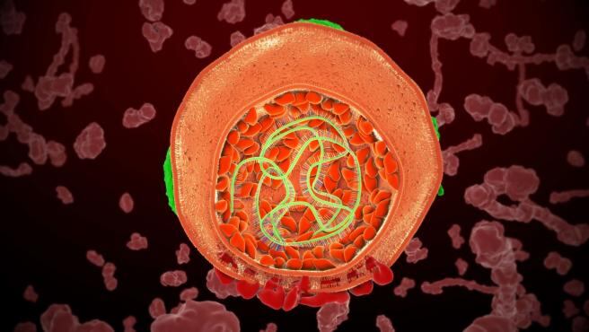 Representación del virus de la hepatitis C.