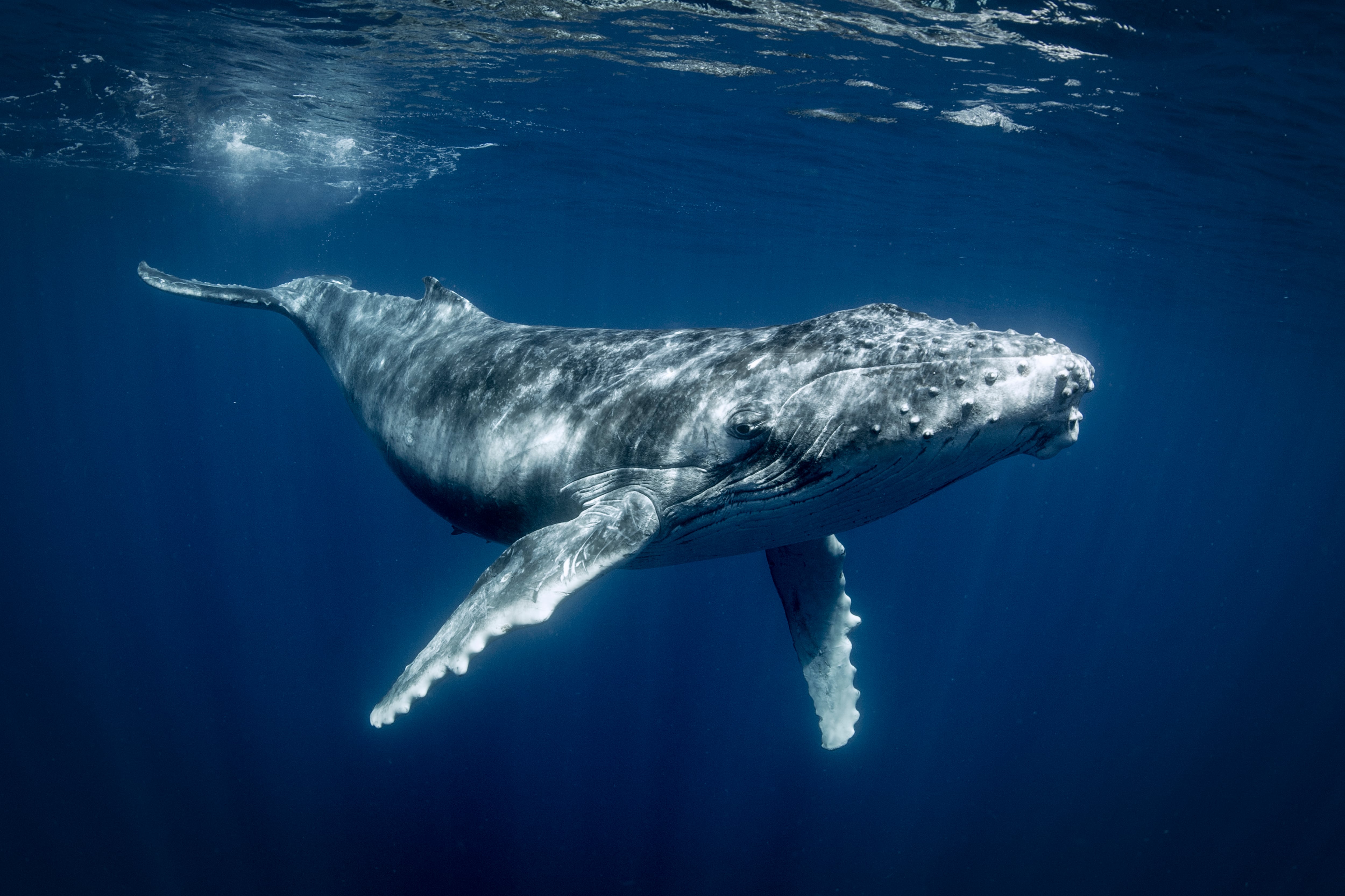 Una ballena en el océano pacífico.