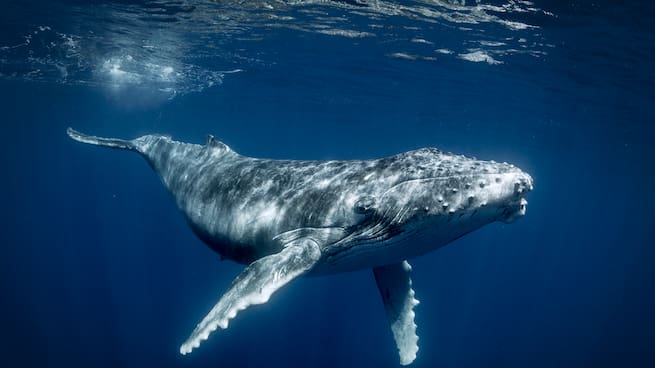 La artista irlandesa que creará una banda sonora oceánica