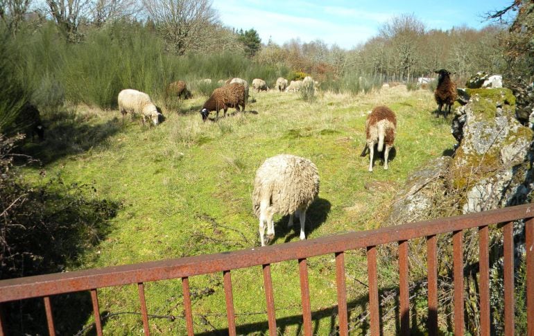 Una explotación Ovina de Friol asociada a Ovica