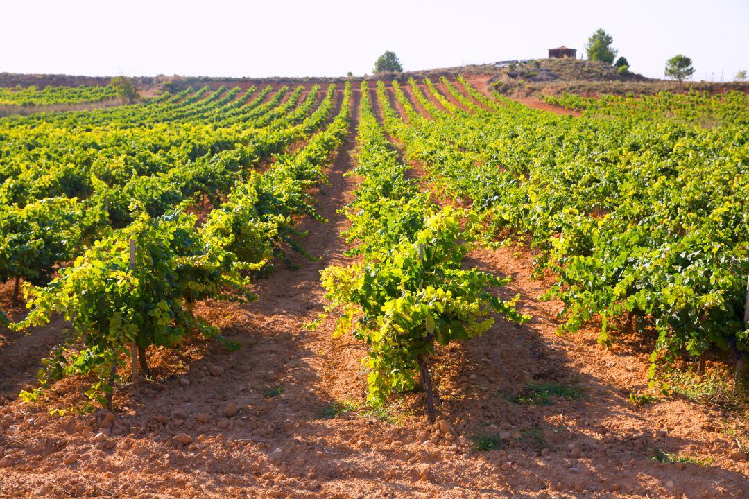 La vendimia de la uva para el cava ha empezado esta semana, aunque el resto de uva se recogerá a partir del mes de septiembre