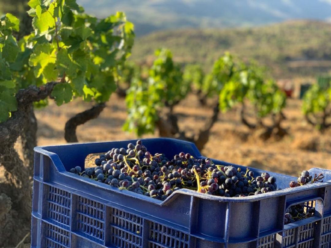 La uva garnacha es la variedad más importante de la Denominación