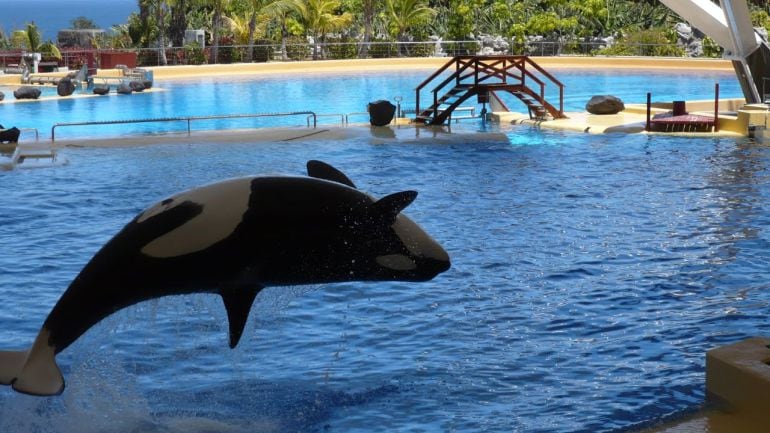 Loro Parque dice que es &quot;imposible&quot; liberar al mar a las orcas