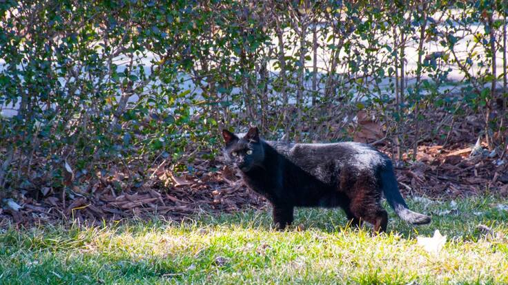 La asociación 'Gestión ética y legal de colonias felinas' atiende a gatos callejeros y pide que se reconozca su labor