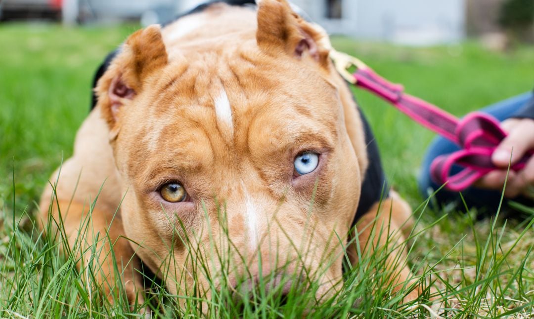 Un pitbull, considerado un perro potencialmente peligroso