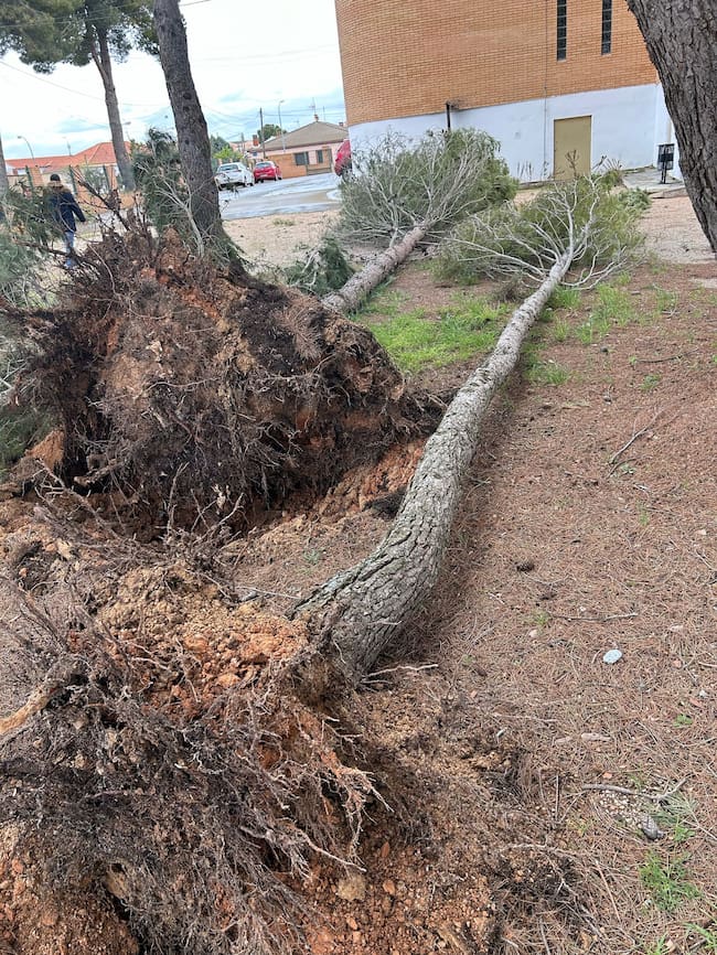 Imágenes tras el tornado que impactó el viernes Belmonte