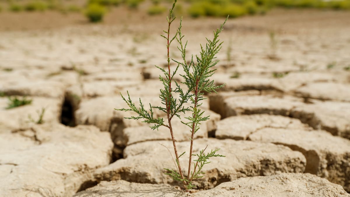 León, hacia rutas salvajes: Realidades y mitos sobre el cambio climático y su impacto sobre las nevadas en León (09/12/2025)