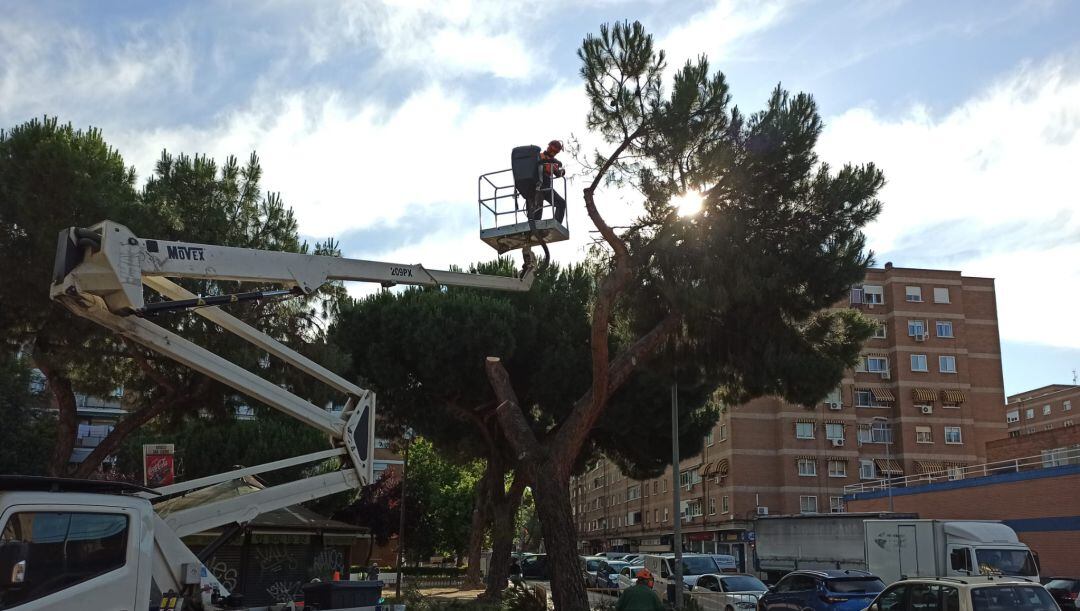 Apeo de árbol en el Parque de San Isidro