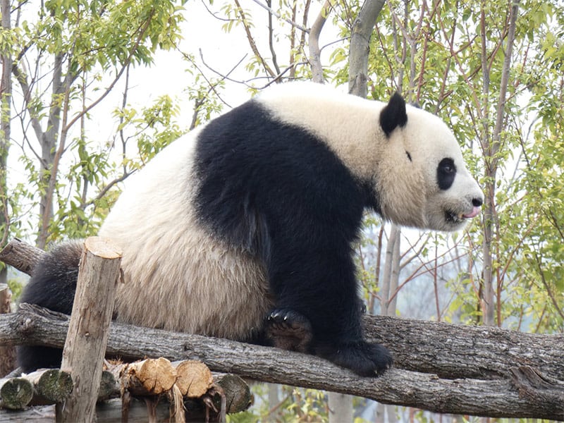 Jin Xi es el macho de oso panda que vivirá pronto en el Zoo de Madrid